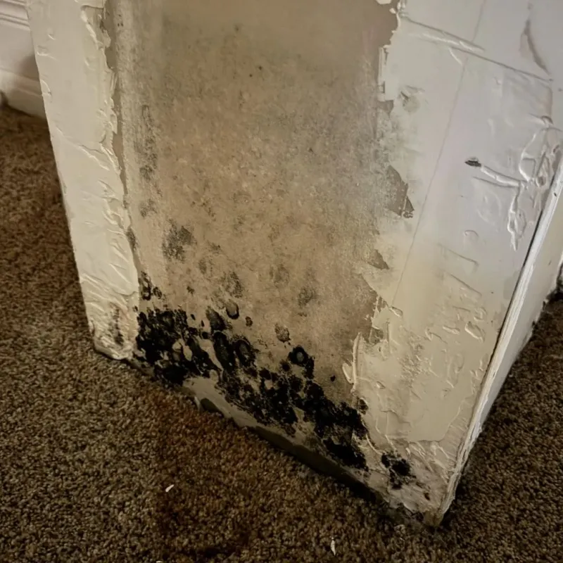 Professional Mold Removal in Escambia County, AL